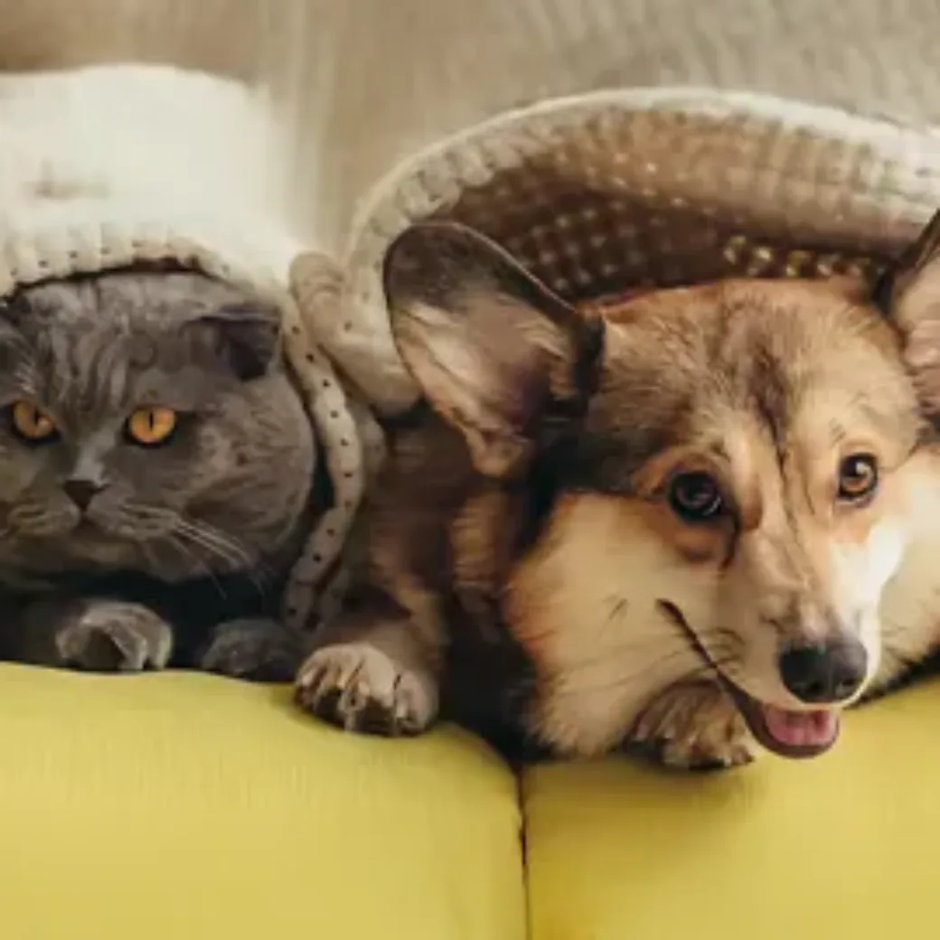 Ein Hund und eine Katze entspannen sich auf einer Couch, eingekuschelt in eine Decke, repräsentierend ein Tierfutterunternehmen.