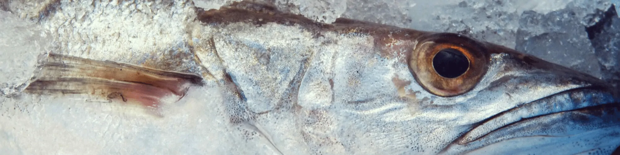 Close-up de um peixe fresco, Caso de Sucesso valantic