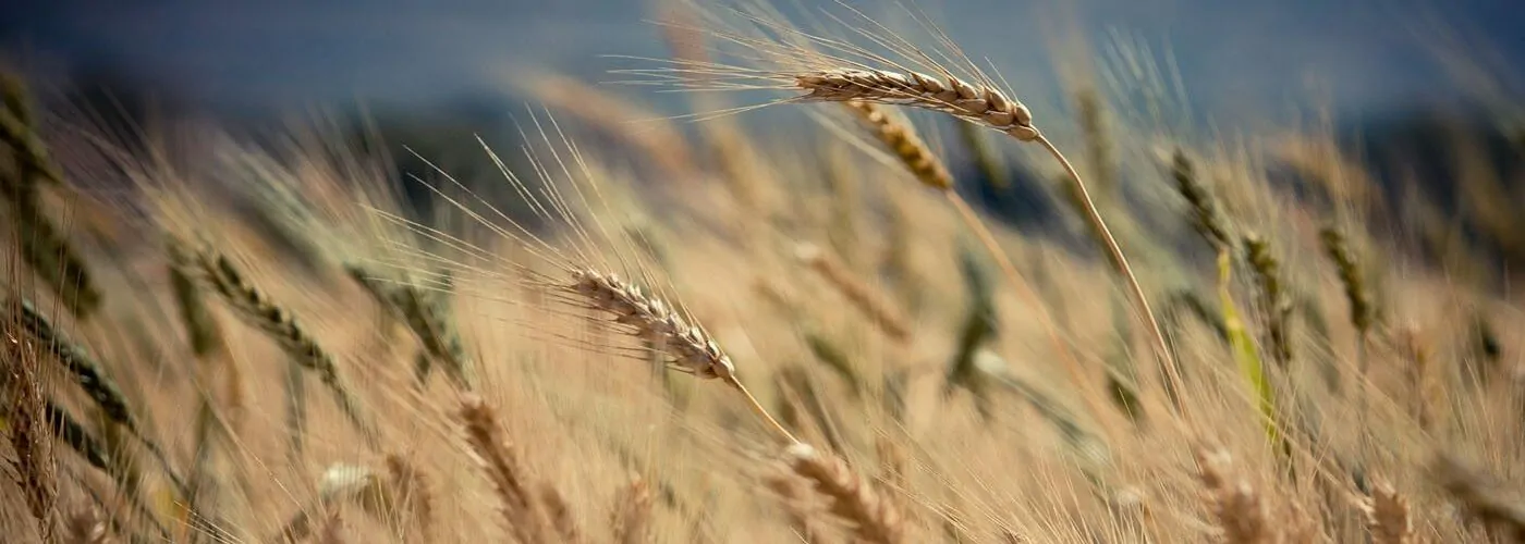 Campo de trigo seco, Caso de Sucesso valantic RWZ