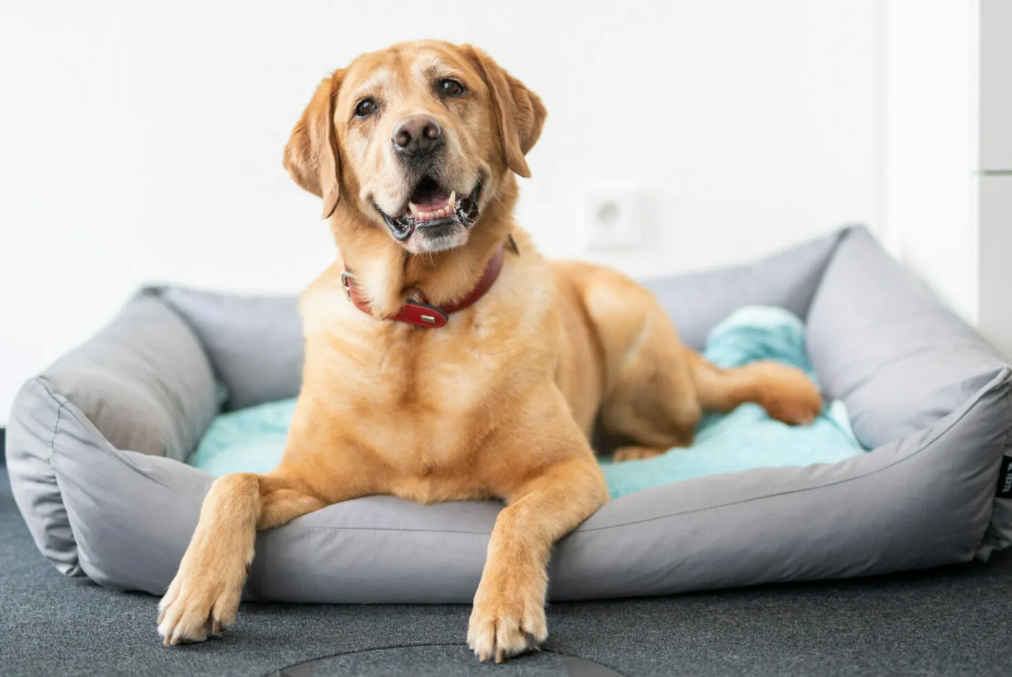 A yellow Labrador retriever lies on a gray dog bed with a light blue blanket, looking at the camera. The dog wears a red collar.