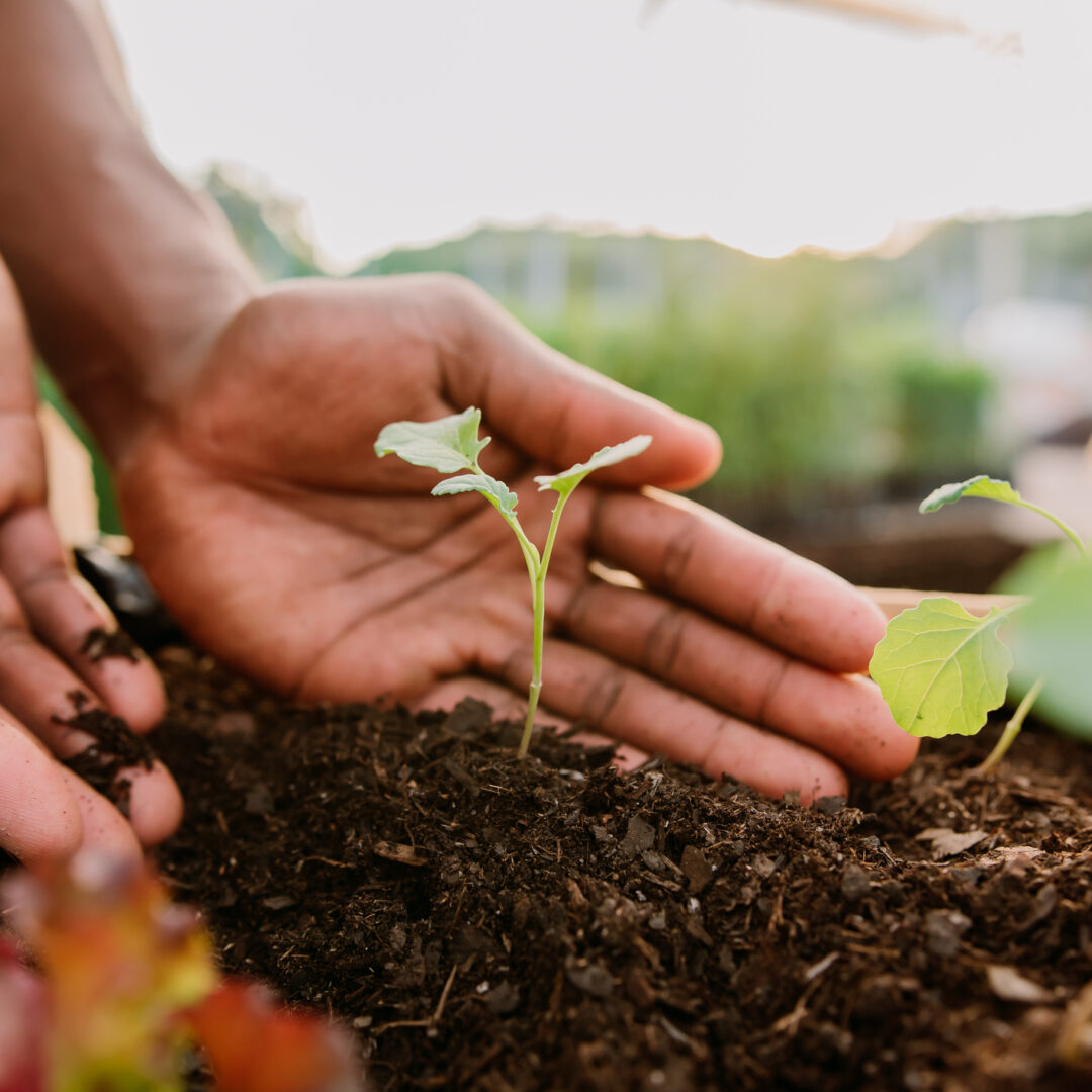 Arvore a crescer, segurada nas mãos de uma pessoa