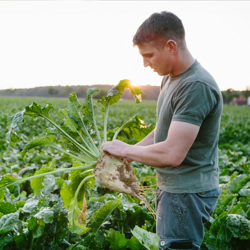 Farmer stands in his fields, looks at his sugar beets