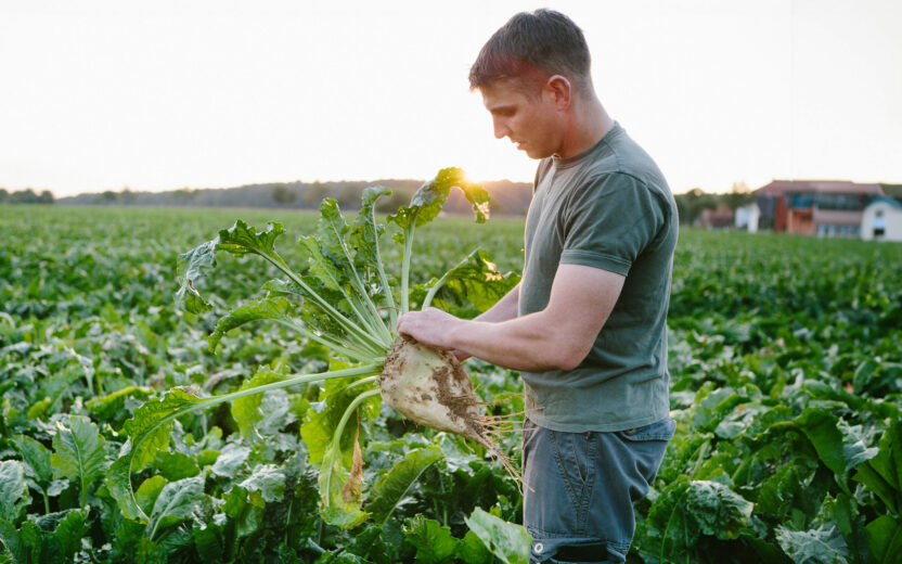Farmer stands in his fields, looks at his sugar beets