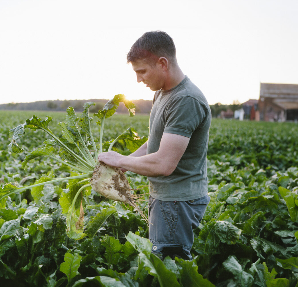 Farmer stands in his fields, looks at his sugar beets