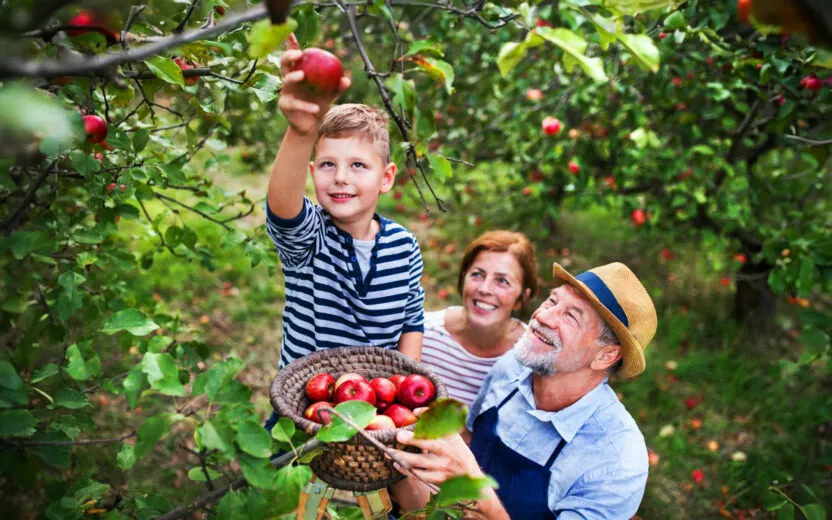 A senior couple with small grandson picking apples in orchard
