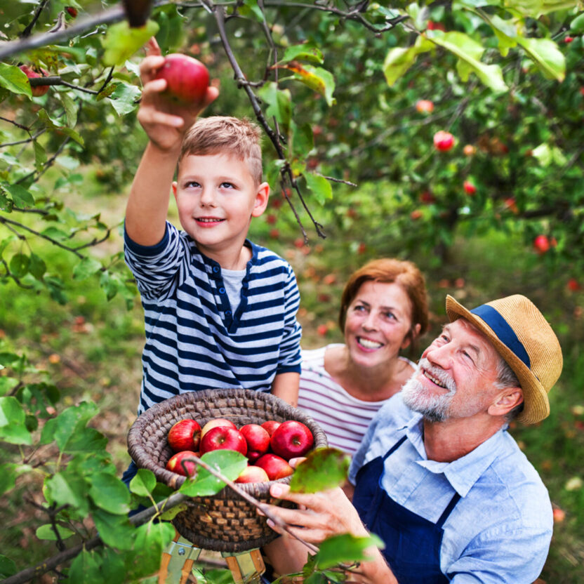 A senior couple with small grandson picking apples in orchard