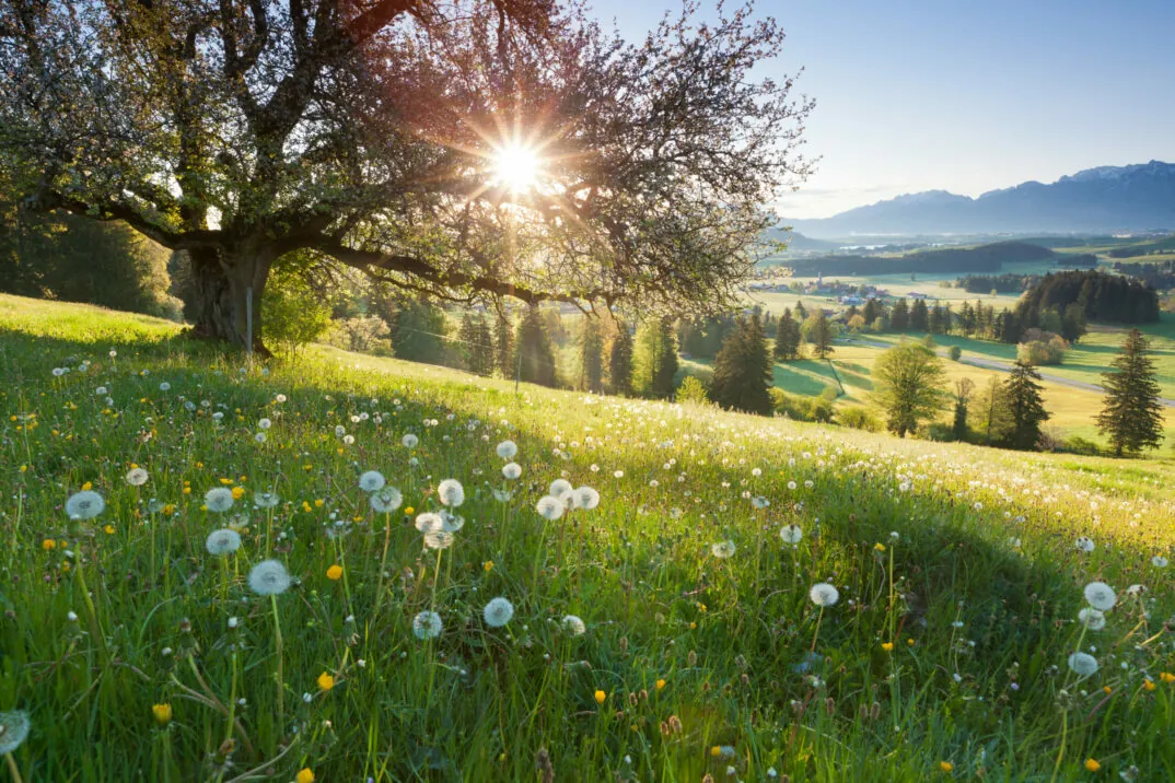 Backlight view through apple tree, summer meadow in bavaria, germany