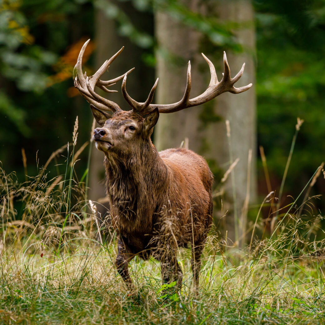 Deer at rutting season in the forest