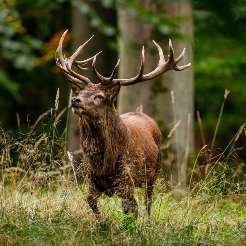 Deer at rutting season in the forest