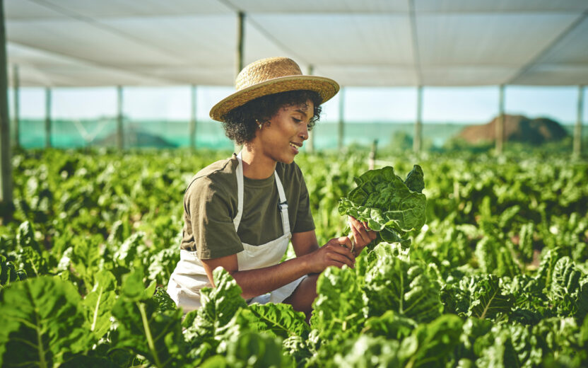 Eine Frau mit kruzen Haaren, die in einem Feld voller Kopfsalate steht und einen Kopfsalat in der Hand hat