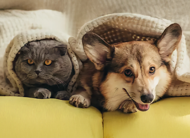 Ein Hund und eine Katze entspannen sich auf einer Couch, eingekuschelt in eine Decke, repräsentierend ein Tierfutterunternehmen.