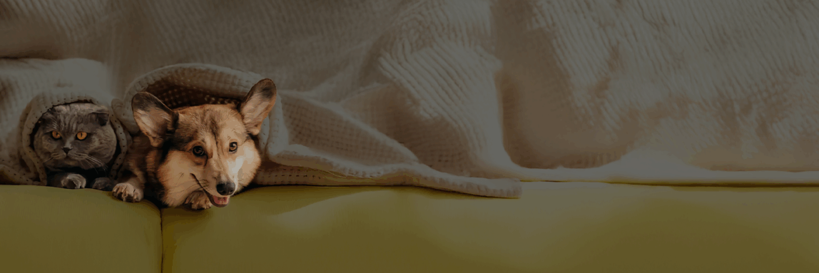 Ein Hund und eine Katze sitzen unter einer Decke, als Bildreferenz für Tierfutter.