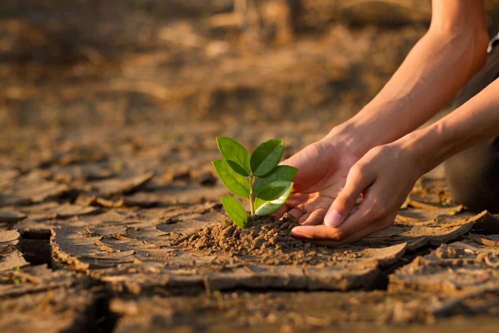 Hand of young children or teenager planting a tree on dry cracked land to recovery a nature to green again
