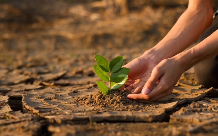Hand of young children or teenager planting a tree on dry cracked land to recovery a nature to green again