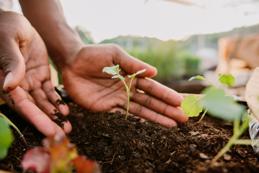 Una persona que sostiene una planta con las manos