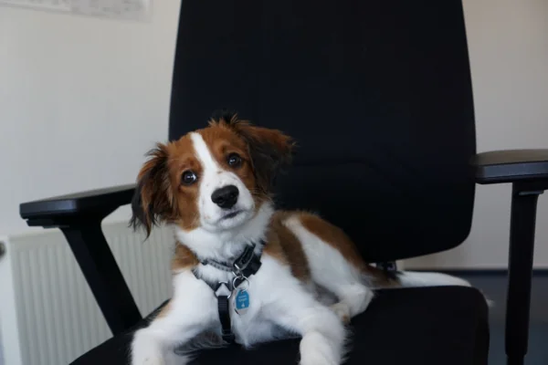 Bild des Bürohundes Charly im Büro von netz98 - a valantic company in Stuttgart, Leinfelden-Echterdingen