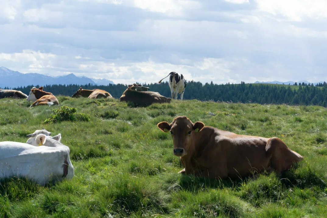 Picture of a cow pasture with various cows - Emmi Success Story - MicroStrategy