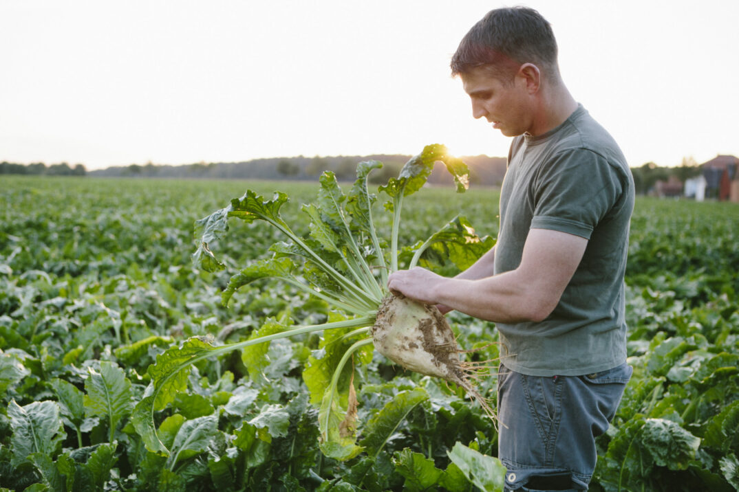 Bild eines Landwirts bei der Zuckerrübenernte, SAP Stammdatenpflege automatisiert mit SAP Add-on MDC für Südzucker