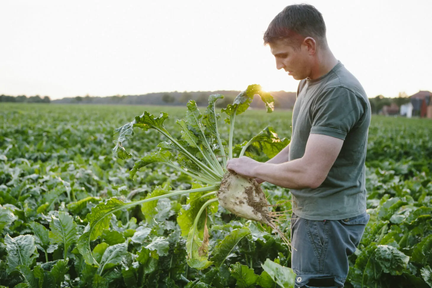 farmer stands in his fields, looks at his sugar beets