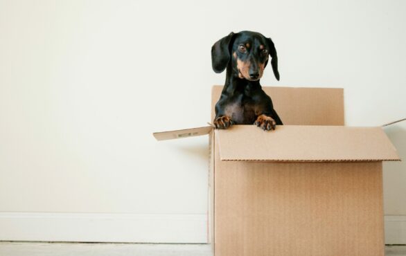 Bild von einem Hund in einem Paket, Customer Experience & Customer Journey