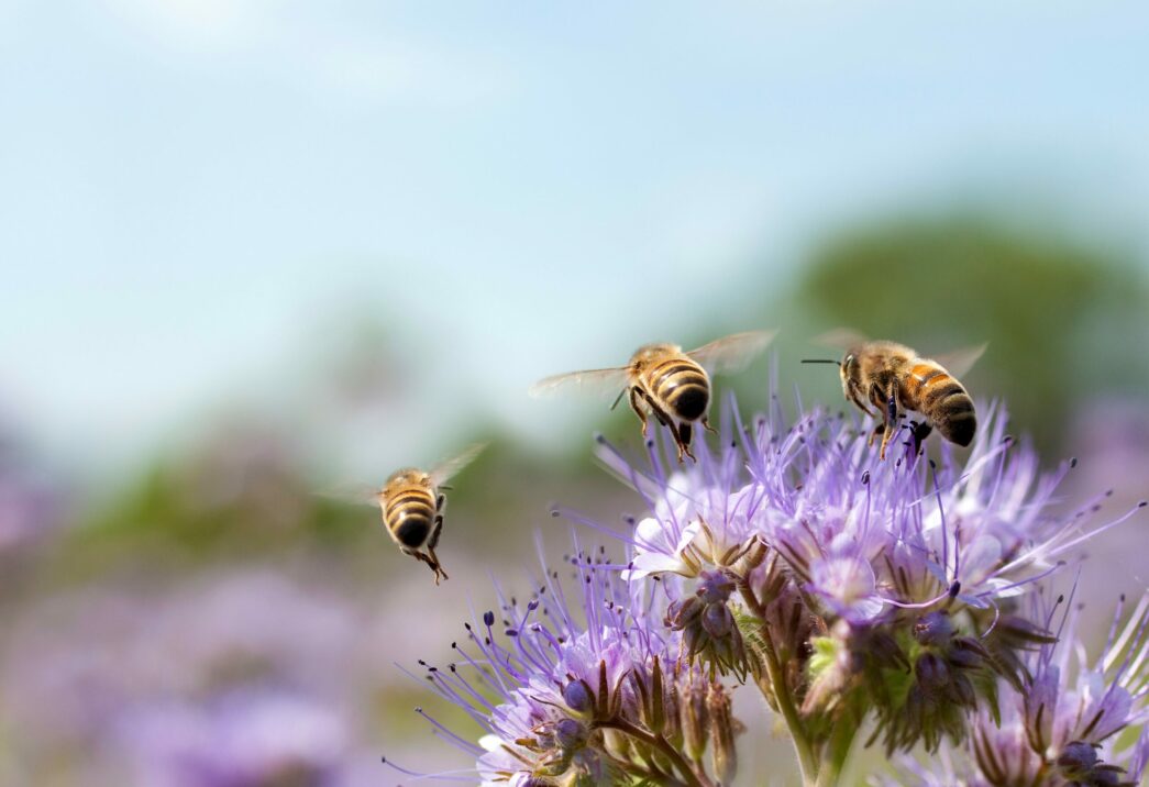Bienen, die auf eine Blume zufliegen; ESG - Environment