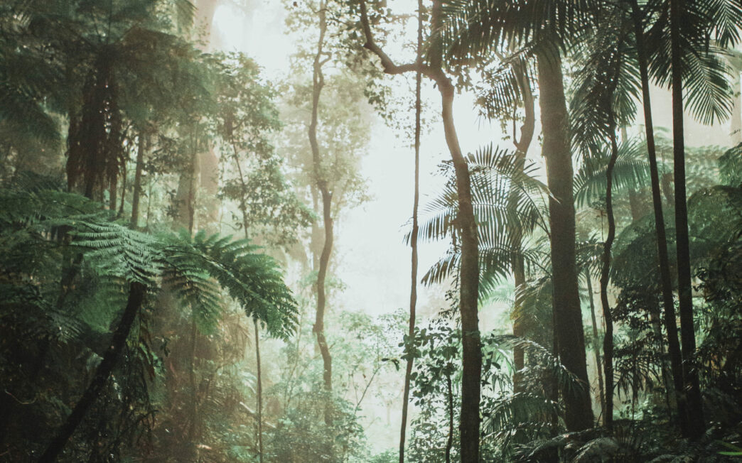 Blick in einen Dschungel | Data Science