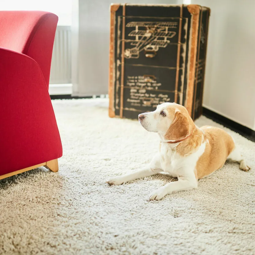 Ein Hund liegt auf einem Teppich im Büro