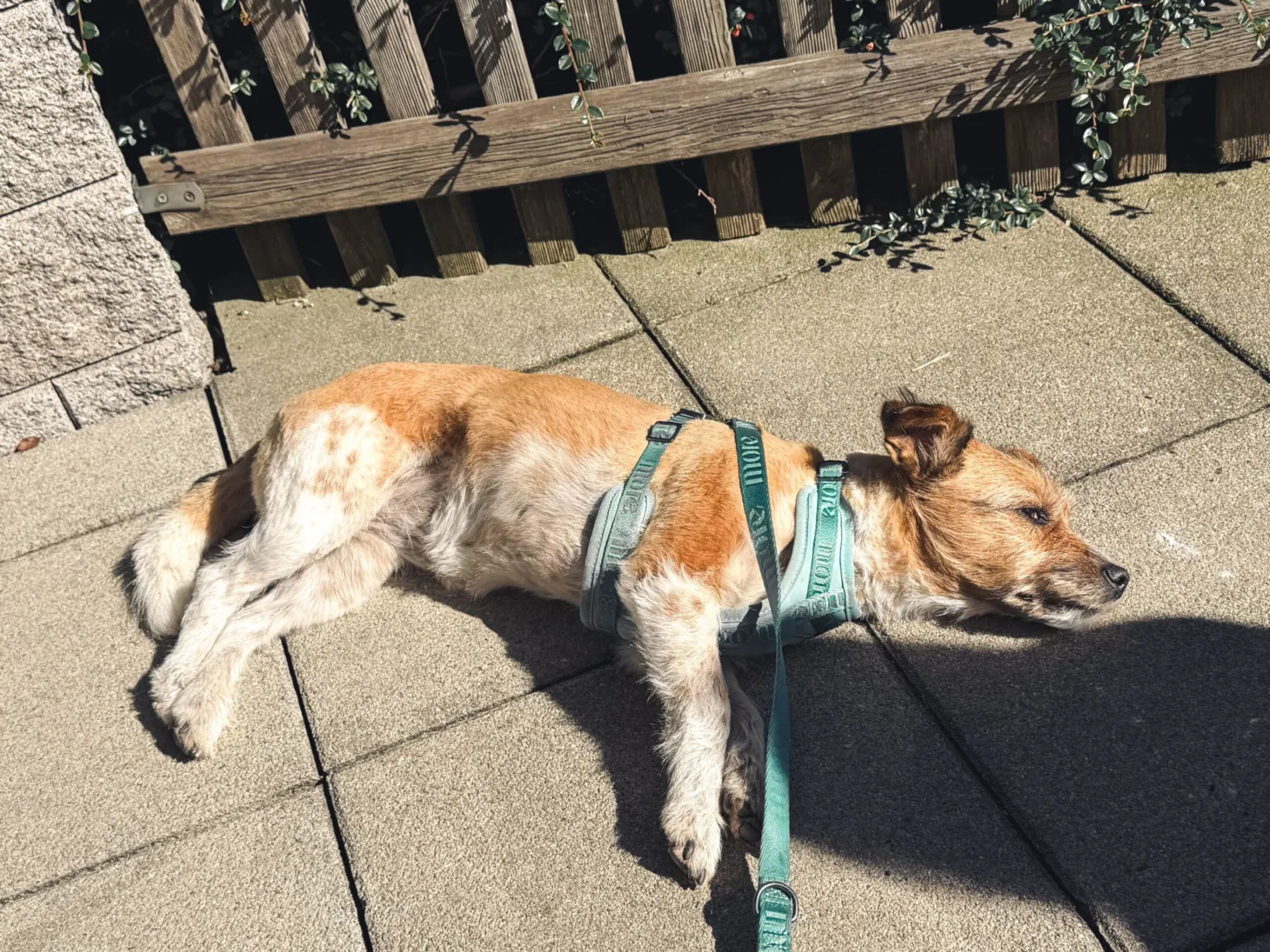 Ein Hund liegt in der Sonne